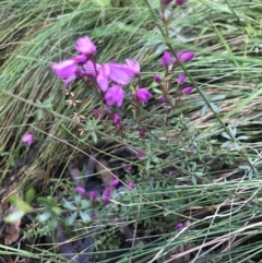 Tetratheca bauerifolia at Cotter River, ACT - 4 Oct 2021