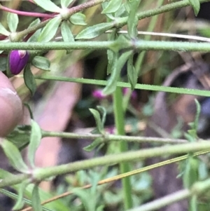 Tetratheca bauerifolia at Cotter River, ACT - 4 Oct 2021