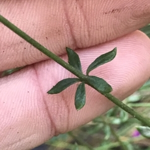 Tetratheca bauerifolia at Cotter River, ACT - 4 Oct 2021