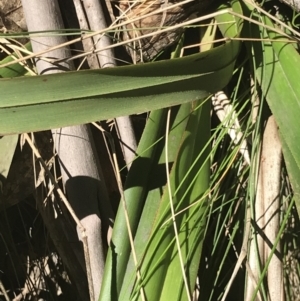 Dianella tasmanica at Cotter River, ACT - 4 Oct 2021