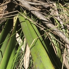 Dianella tasmanica at Cotter River, ACT - 4 Oct 2021