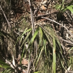 Dianella tasmanica at Cotter River, ACT - 4 Oct 2021