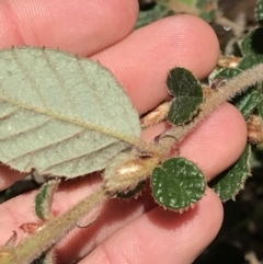 Pomaderris eriocephala at Cotter River, ACT - 4 Oct 2021 01:42 PM