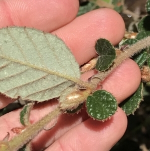 Pomaderris eriocephala at Cotter River, ACT - 4 Oct 2021