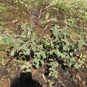 Pomaderris eriocephala at Cotter River, ACT - 4 Oct 2021