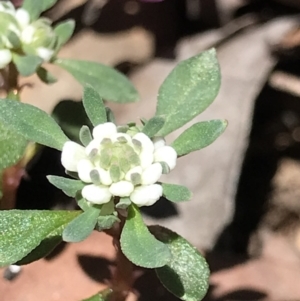 Poranthera microphylla at Cotter River, ACT - 4 Oct 2021