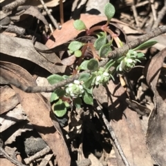 Poranthera microphylla at Cotter River, ACT - 4 Oct 2021