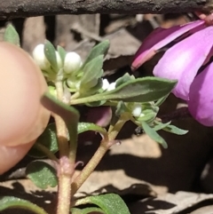 Poranthera microphylla at Cotter River, ACT - 4 Oct 2021