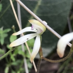Caladenia ustulata (Brown Caps) at Aranda, ACT - 3 Oct 2021 by MattFox