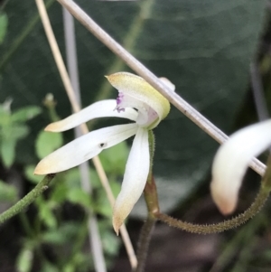 Caladenia ustulata at Aranda, ACT - suppressed