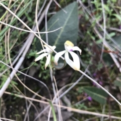 Caladenia ustulata at Aranda, ACT - suppressed