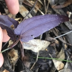 Clematis aristata at Cotter River, ACT - 4 Oct 2021 12:25 PM