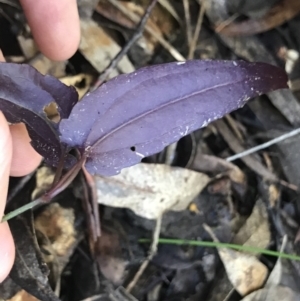 Clematis aristata at Cotter River, ACT - 4 Oct 2021 12:25 PM