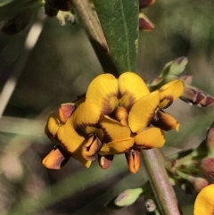 Daviesia mimosoides (Bitter Pea) at Cotter River, ACT - 4 Oct 2021 by MattFox