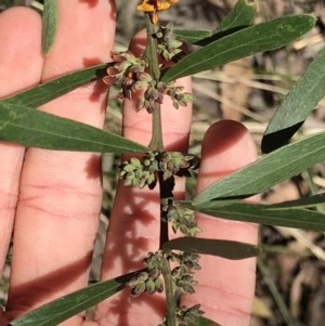 Daviesia mimosoides at Cotter River, ACT - 4 Oct 2021