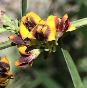 Daviesia mimosoides at Cotter River, ACT - 4 Oct 2021