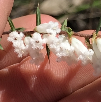 Styphelia fletcheri subsp. brevisepala (Twin Flower Beard-Heath) at Cotter River, ACT - 4 Oct 2021 by MattFox