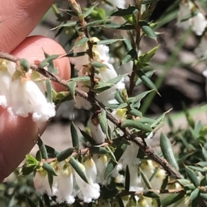 Styphelia fletcheri subsp. brevisepala at Cotter River, ACT - 4 Oct 2021