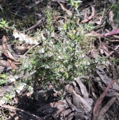 Leucopogon fletcheri subsp. brevisepalus at Cotter River, ACT - 4 Oct 2021