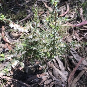 Leucopogon fletcheri subsp. brevisepalus at Cotter River, ACT - 4 Oct 2021