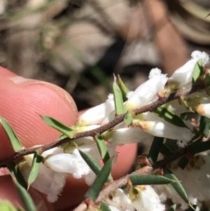 Styphelia fletcheri subsp. brevisepala at Cotter River, ACT - 4 Oct 2021