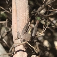 Rhitzala modesta (Short winged heath grasshopper) at Lower Cotter Catchment - 4 Oct 2021 by MattFox