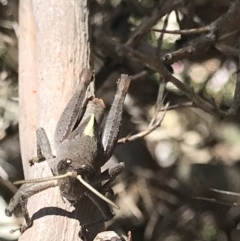 Rhitzala modesta at Cotter River, ACT - 4 Oct 2021