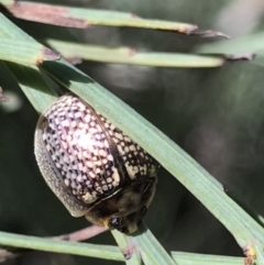 Paropsisterna decolorata (A Eucalyptus leaf beetle) at Cotter River, ACT - 4 Oct 2021 by MattFox