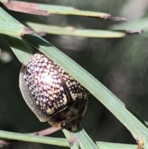 Paropsisterna decolorata at Cotter River, ACT - 4 Oct 2021