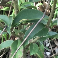 Ligustrum lucidum (Large-leaved Privet) at Aranda Bushland - 3 Oct 2021 by MattFox