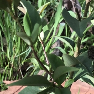 Ligustrum lucidum at Holt, ACT - 3 Oct 2021