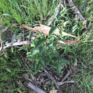 Ligustrum lucidum at Holt, ACT - 3 Oct 2021