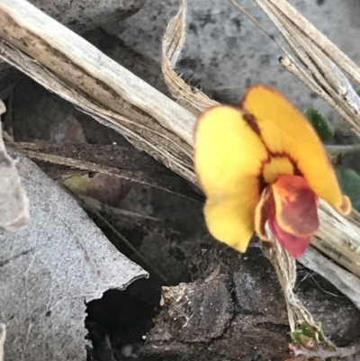 Bossiaea buxifolia (Matted Bossiaea) at Mount Painter - 21 Sep 2021 by MattFox