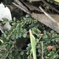 Bossiaea buxifolia at Cook, ACT - 21 Sep 2021