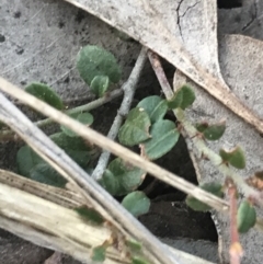 Bossiaea buxifolia at Cook, ACT - 21 Sep 2021