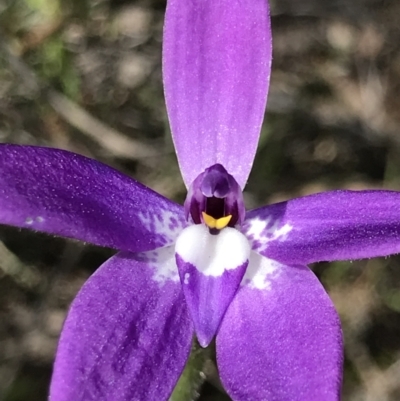 Glossodia major (Wax Lip Orchid) at Aranda Bushland - 19 Sep 2021 by MattFox