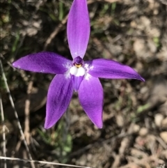 Glossodia major at Holt, ACT - 19 Sep 2021