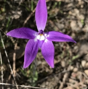 Glossodia major at Holt, ACT - 19 Sep 2021