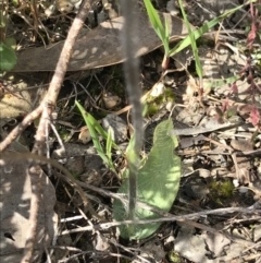 Glossodia major at Holt, ACT - suppressed