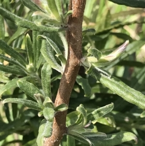 Billardiera scandens at Aranda, ACT - 19 Sep 2021