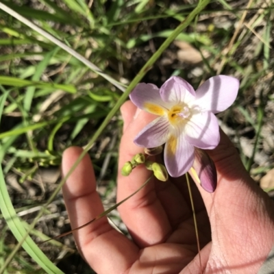 Freesia leichtlinii subsp. leichtlinii x Freesia leichtlinii subsp. alba (Freesia) at Aranda, ACT - 19 Sep 2021 by MattFox