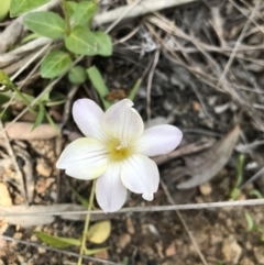 Freesia leichtlinii subsp. leichtlinii x Freesia leichtlinii subsp. alba at Aranda, ACT - 19 Sep 2021