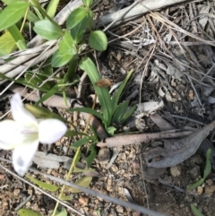 Freesia leichtlinii subsp. leichtlinii x Freesia leichtlinii subsp. alba at Aranda, ACT - 19 Sep 2021