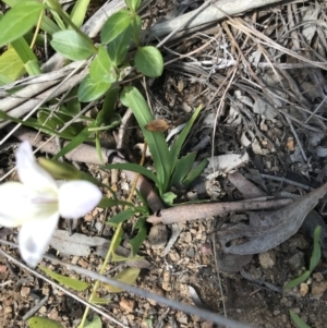 Freesia leichtlinii subsp. leichtlinii x Freesia leichtlinii subsp. alba at Aranda, ACT - 19 Sep 2021