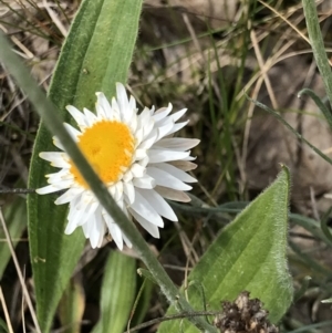 Leucochrysum albicans subsp. tricolor at Aranda, ACT - 19 Sep 2021