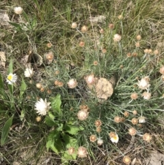 Leucochrysum albicans subsp. tricolor at Aranda, ACT - 19 Sep 2021