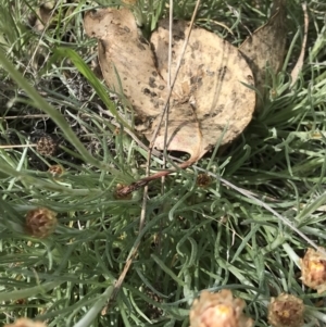 Leucochrysum albicans subsp. tricolor at Aranda, ACT - 19 Sep 2021