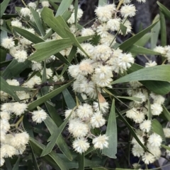 Acacia melanoxylon (Blackwood) at Flea Bog Flat, Bruce - 19 Sep 2021 by MattFox