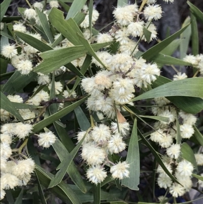 Acacia melanoxylon (Blackwood) at Bruce, ACT - 19 Sep 2021 by MattFox