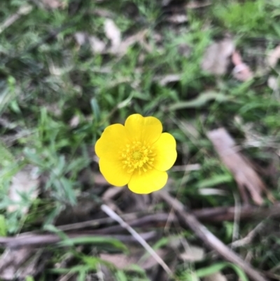 Ranunculus lappaceus (Australian Buttercup) at Holt, ACT - 3 Oct 2021 by MattFox